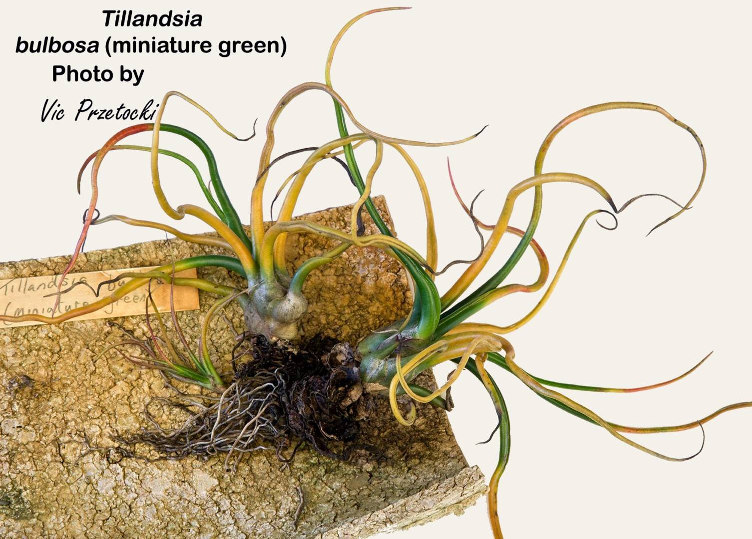 Bromeliads in Australia - Tillandsia bulbosa forma alba
