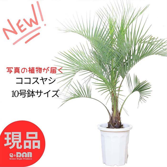 楽天市場】ココスヤシ （ヤタイヤシ）の通販