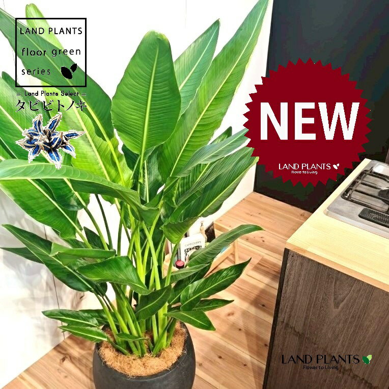 楽天市場】タビビトノキ（花・観葉植物｜花・ガーデン・DIY）の通販
