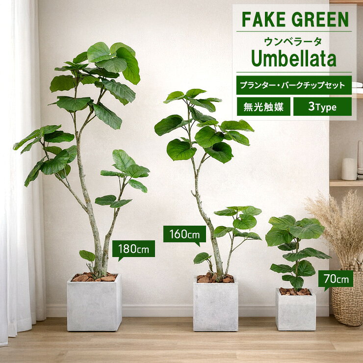 楽天市場】ウンベラータ 180cmの通販
