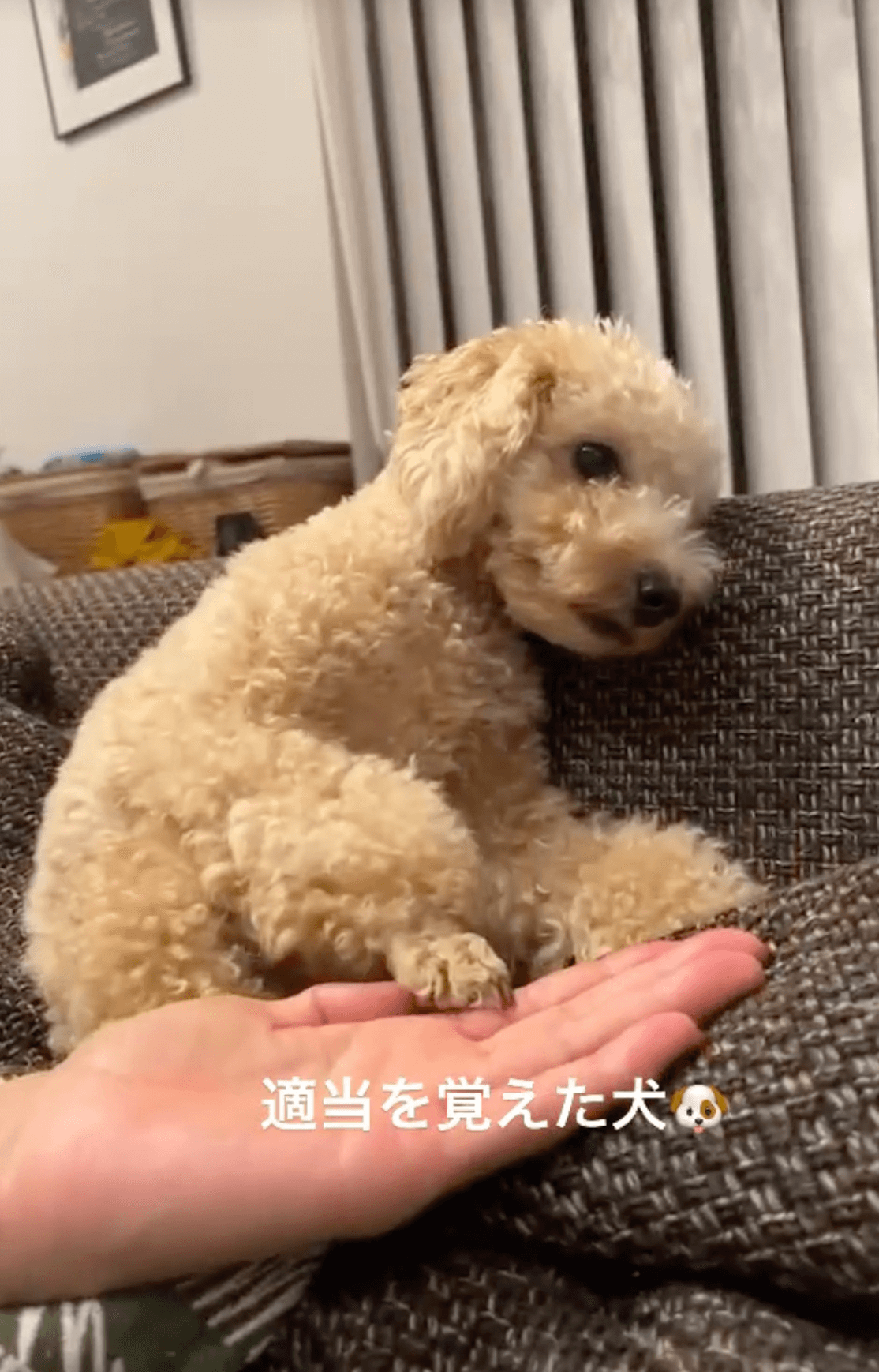 もうええて…」“テキトー”にお手をすることを覚えたトイプードル。心底