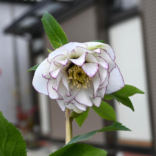 楽天市場】2026年NEW クリスマスローズ 鉢植え 5号鉢 オリエンタリス