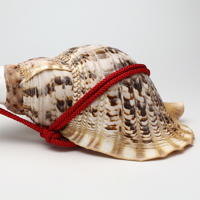 楽天市場】【 伊勢 宮忠 】【 No.10 法螺貝（ほら貝） 大型 】全長41.2