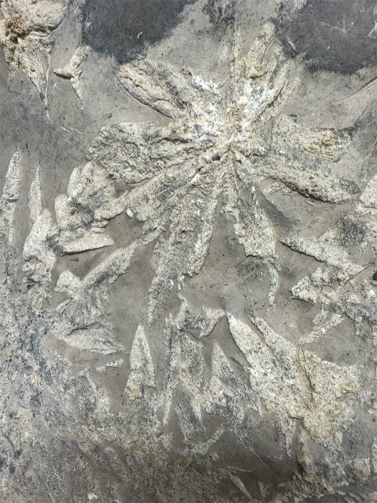 楽天市場】菊花石 【42】台付き 高さ約68cm 鑑賞石 盆石 景石 飾り石