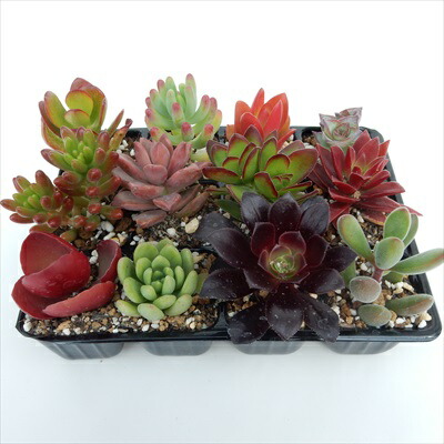 楽天市場】多肉植物 多肉植物おまかせ連結12株セット 室内インテリア