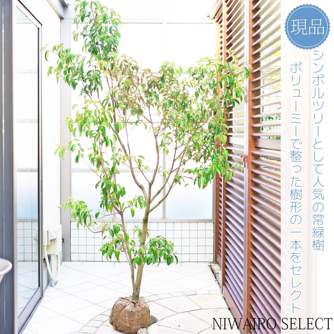 楽天市場】【常緑ヤマボウシ】山法師 ホンコンエンシス 月光 本株立ち