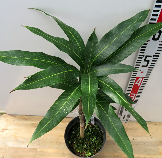 楽天市場】【現品発送】マンゴー マハチャノック 6号接ぎ木苗 : 千草園芸