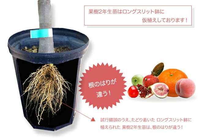 楽天市場】梨 苗木 【なるみ】 2年生接木苗 スリット鉢植え 登録品種