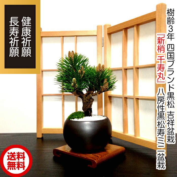 楽天市場】盆栽 松 吉祥黒松 希少 千寿丸 縁起の良い 趣味 人気 誕生日