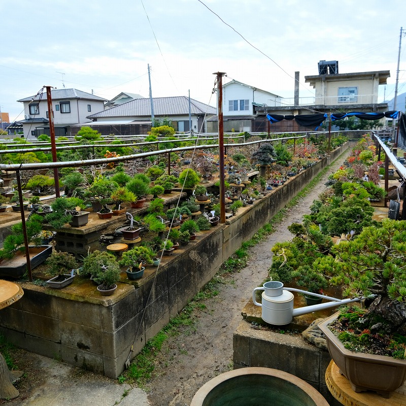 楽天市場】（株）一樹園 糸魚川真柏5本セット 小品盆栽／樹齢6年 : 一樹園