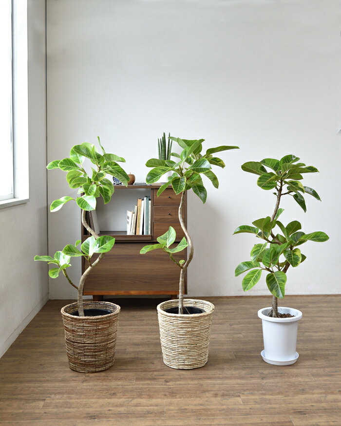楽天市場】フィカス アルテシマ 観葉植物 大型 フィカス・アルテシーマ