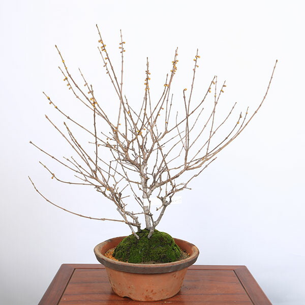 植木 蝋梅」の人気商品一覧 | 安い商品を通販サイトから探す - 価格.com