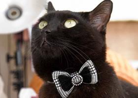 おしゃれ猫首輪 リバーシブルにゃんリボン グレンチェックとブラック