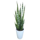 サンスベリア ゼラニカ 観葉植物 7号 陶器鉢 | Costco Japan