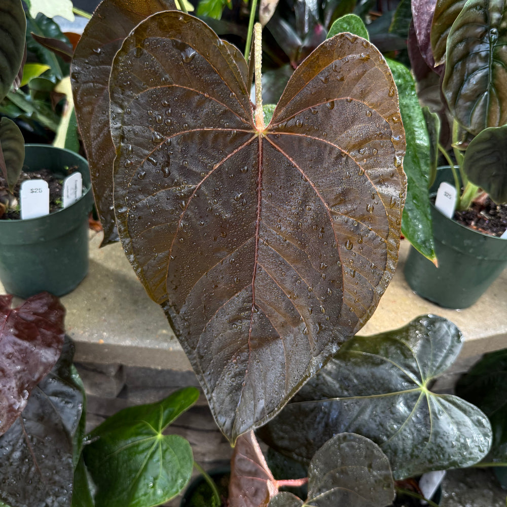 Anthurium 'Queen of Hearts' – Carnivero