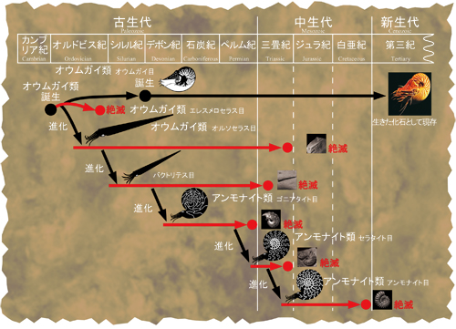 Ammonite:アンモナイトについて