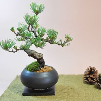 糸魚川真柏 豆盆栽 樹齢15年の一点物盆栽を販売｜盆栽妙 – 盆栽妙 本店