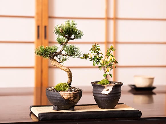 五葉松と白長寿梅 盆栽ペアセット｜盆栽妙 – 盆栽妙 本店