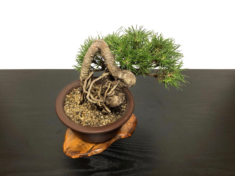 格安盆栽素材/生産品紹介/根上がり黒松 小品盆栽 販売/通販のFROM JAPAN