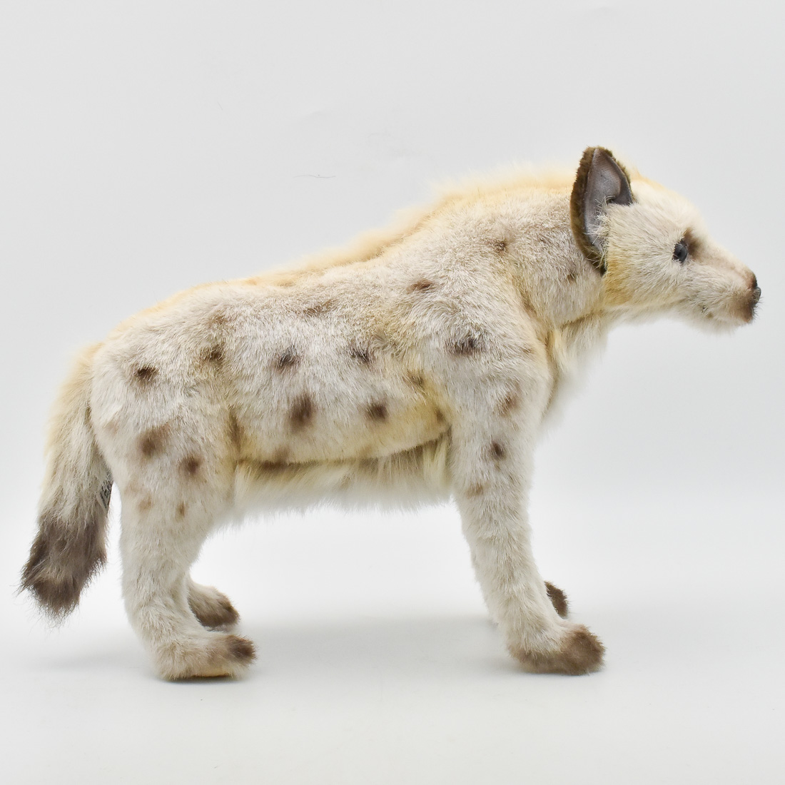 ブチハイエナ 35 | HANSA