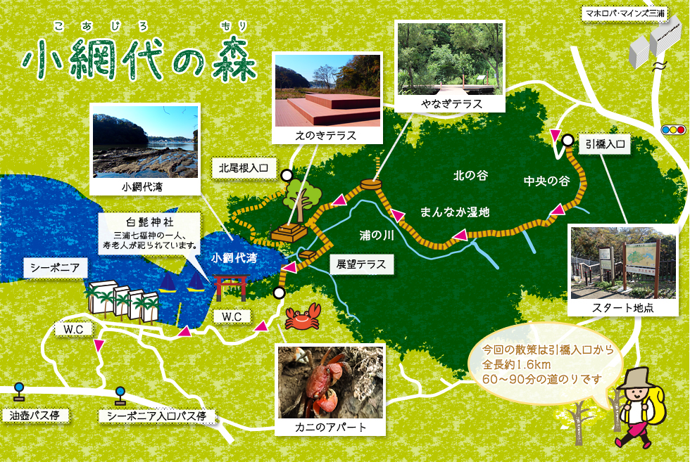 小網代の森｜関東で唯一生態系が丸ごと残る貴重な森｜公式HPからのご