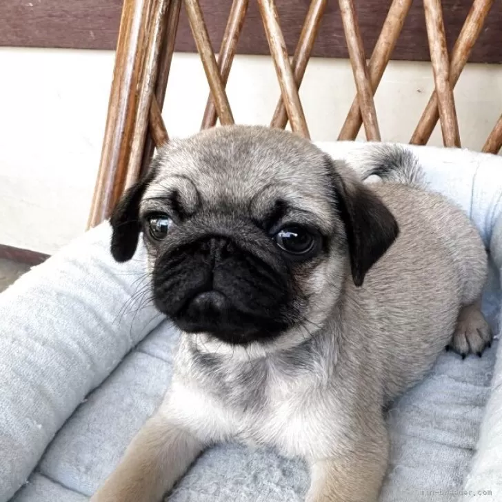 パグ【鹿児島県・男の子・2025年5月19日・フォーン】父親AM