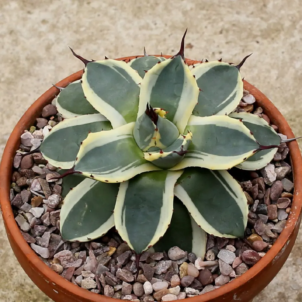 Buy Agave Cream Spike Plants | Free Shipping Over $150
