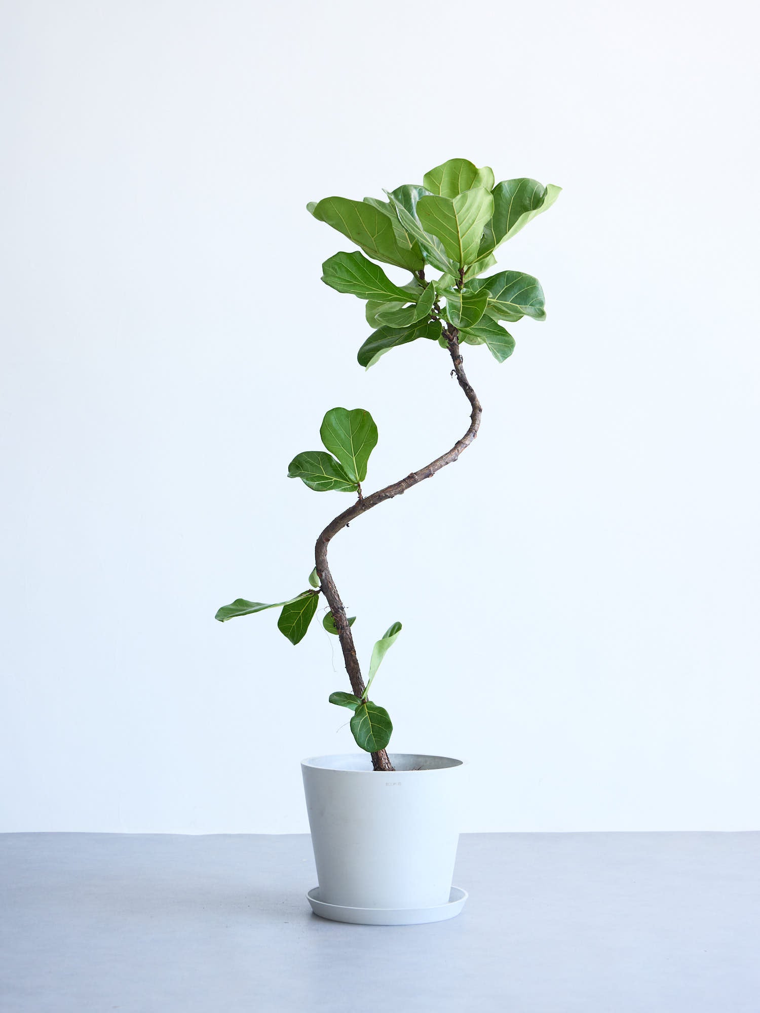 フィカス・リラータ・バンビーノ 10号 | 観葉植物の通販 AND PLANTS