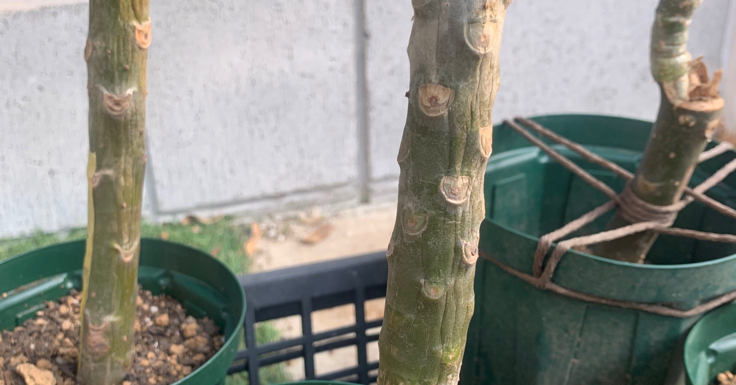 プルメリアを挿し木で増やす方法(ラピッドルーティング)最低気温20