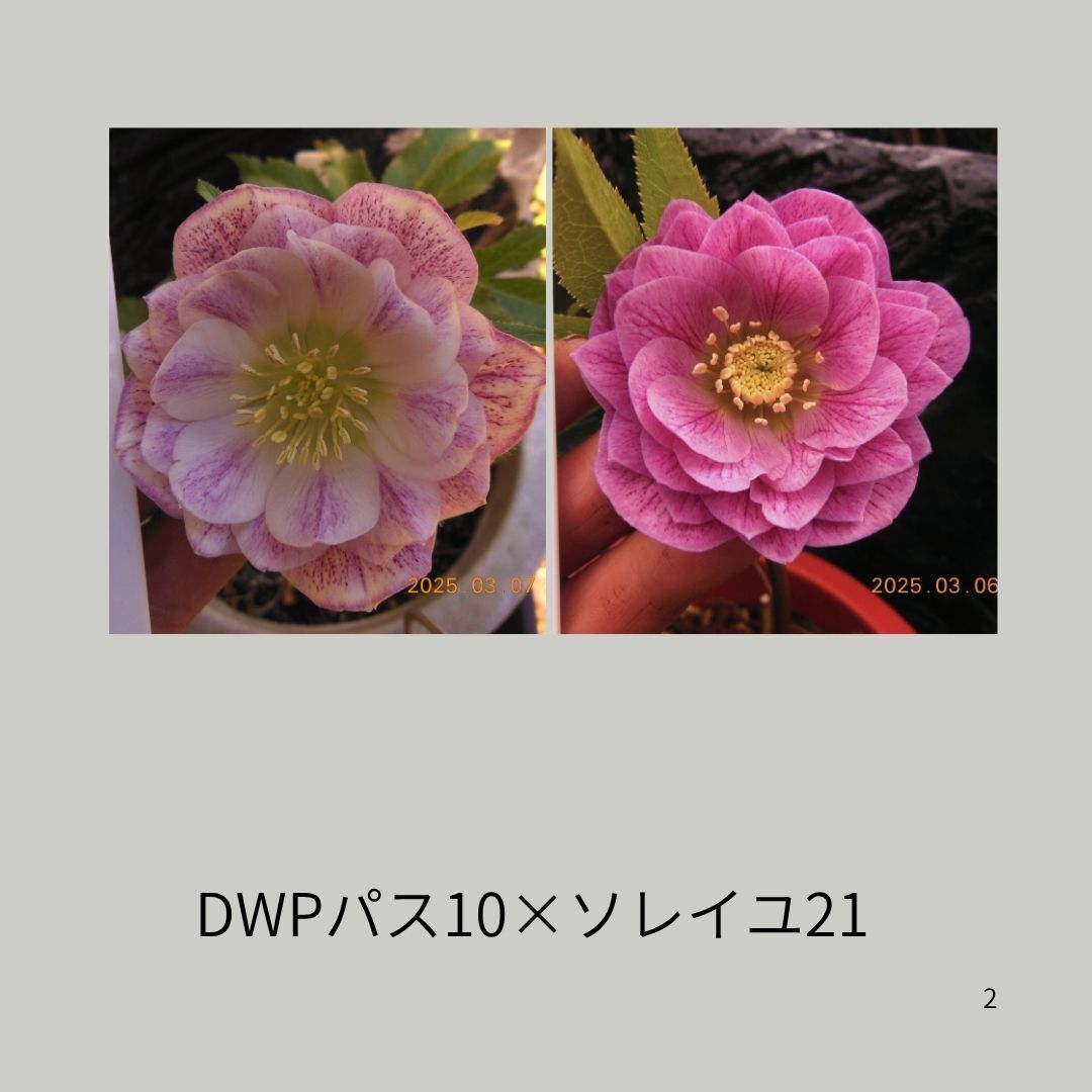 Yahoo!オークション -「クリスマスローズ ソレイユ」(ガーデニング) の