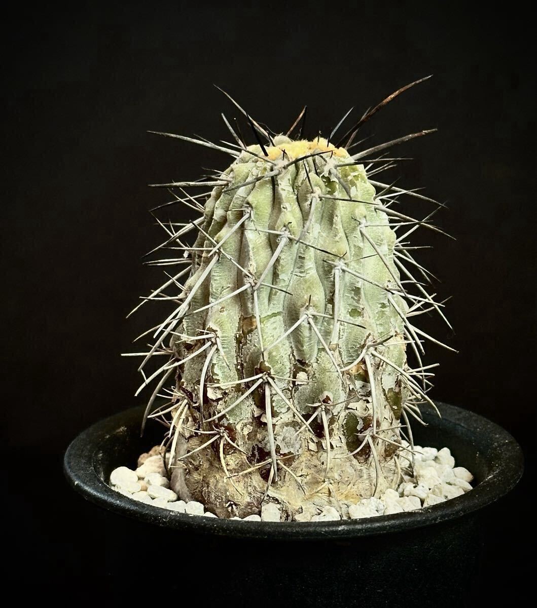 Yahoo!オークション -「黒王丸 カキコ」(観葉植物) の落札相場・落札価格