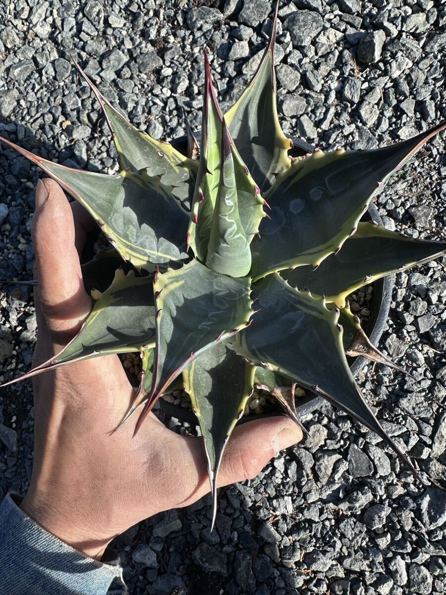 Yahoo!オークション -「モンタナ ティファニー」の落札相場・落札価格