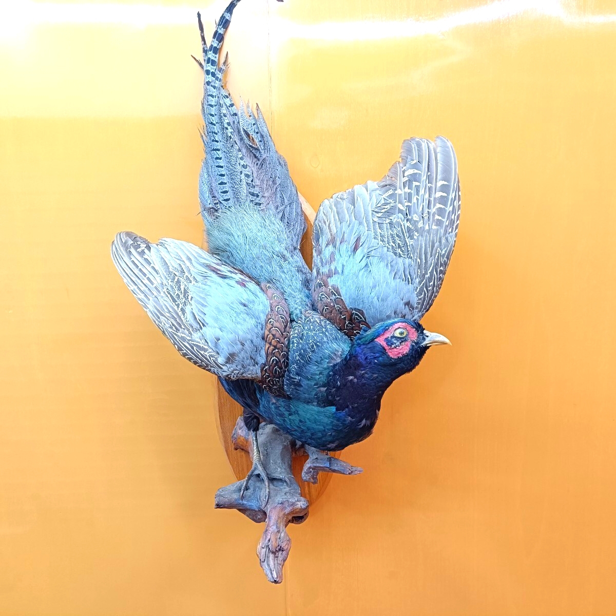 2026年最新】Yahoo!オークション -キジ 剥製の中古品・新品・未使用品一覧