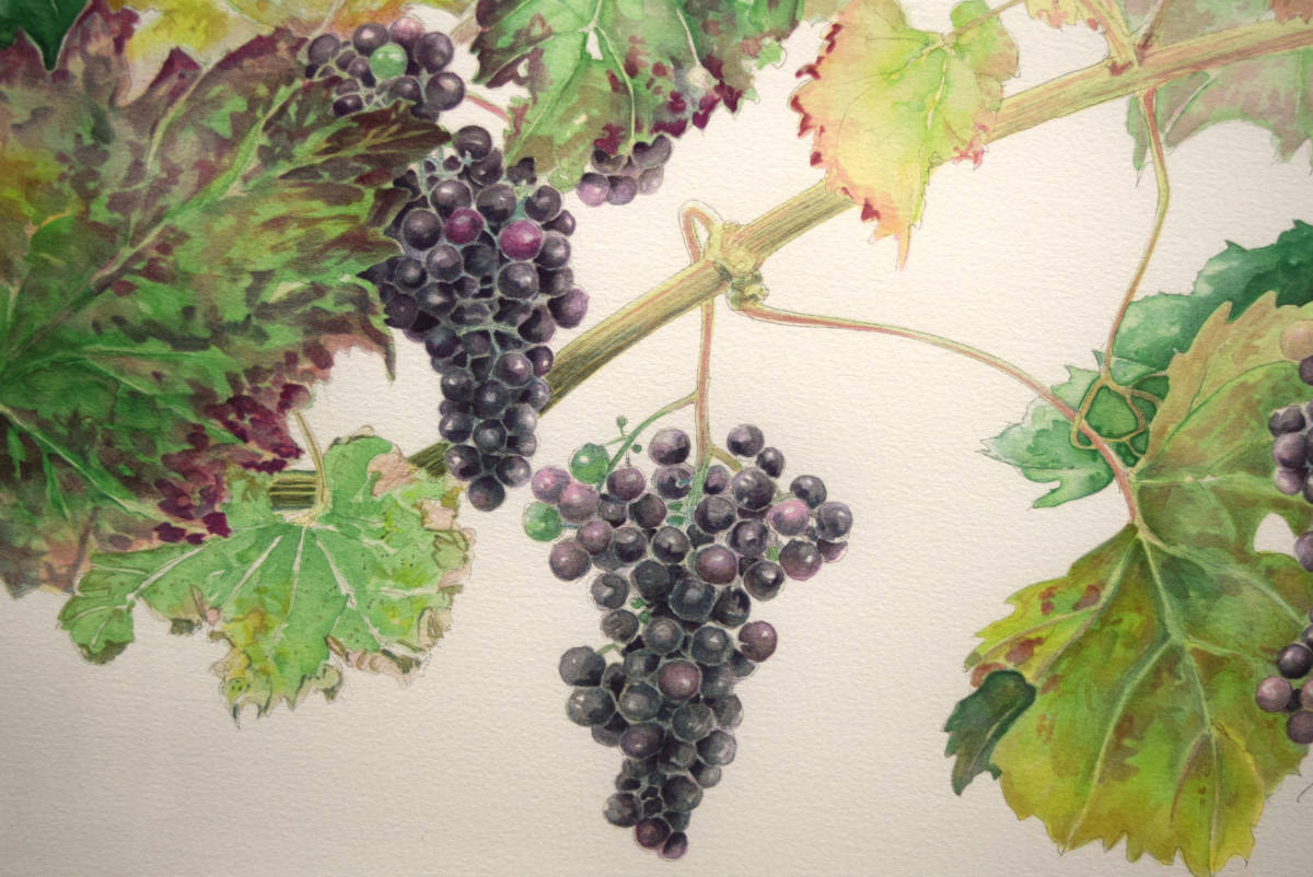 Yahoo!オークション - 【真作保証】玉村豊男「赤ブドウ」リトグラフ版