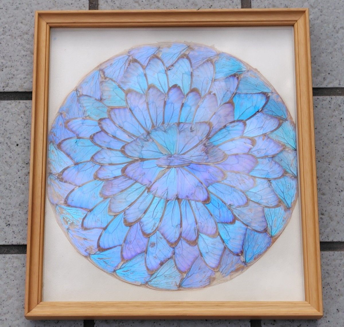 モルフォ蝶翅細工 蝶画 蝶額 羽根細工 バタフライ額装 螺細 青い蝶