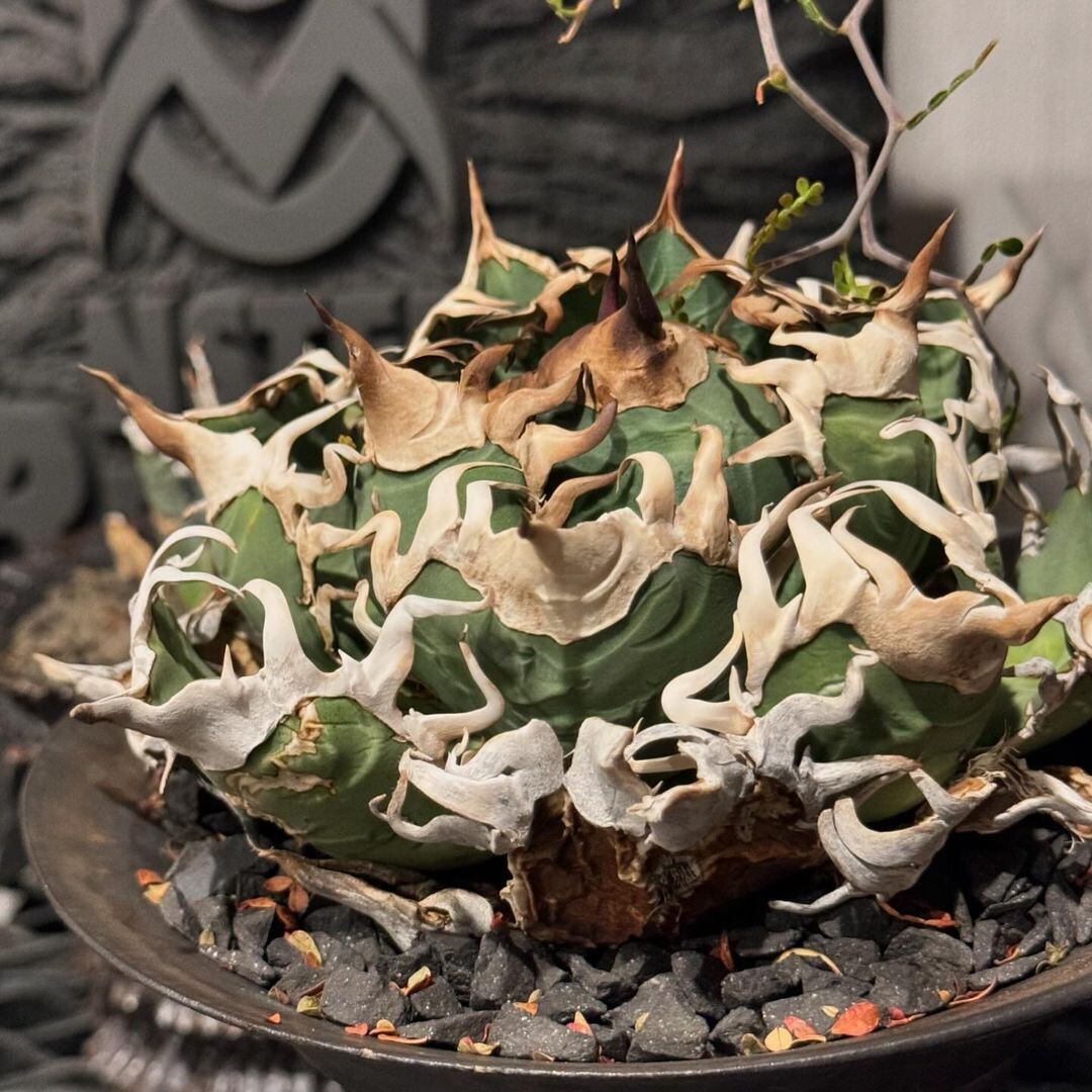 M2多肉植物アガベ チタノタ 流星 子株