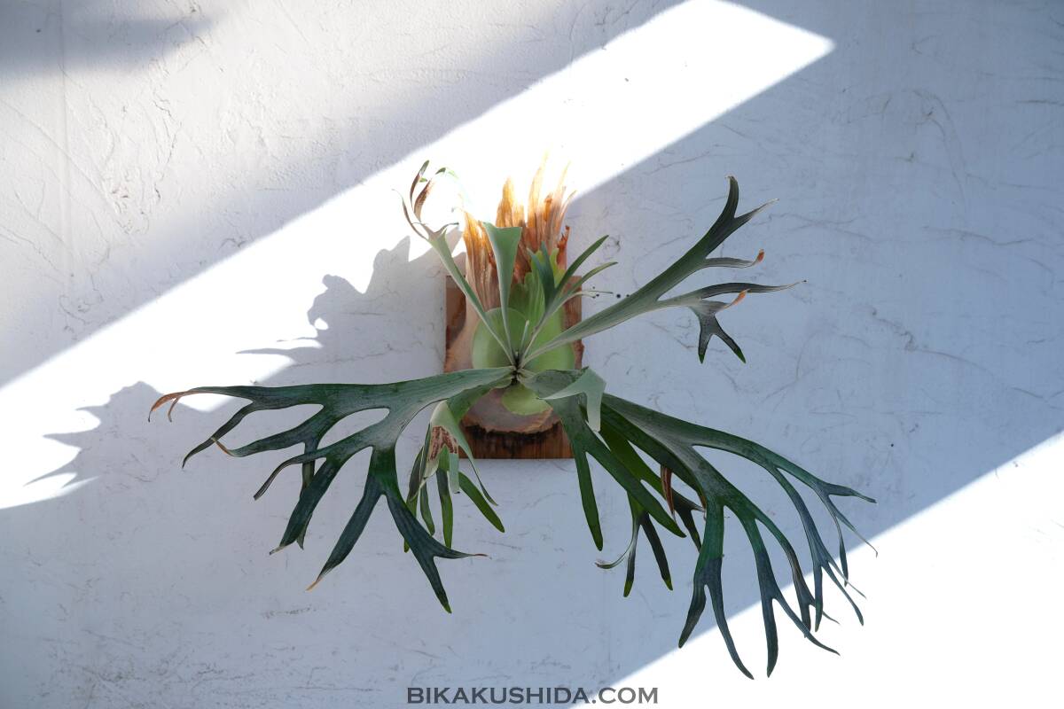 Yahoo!オークション - P. White Hawk 【株分け株】 ビカクシダと僕 BIK