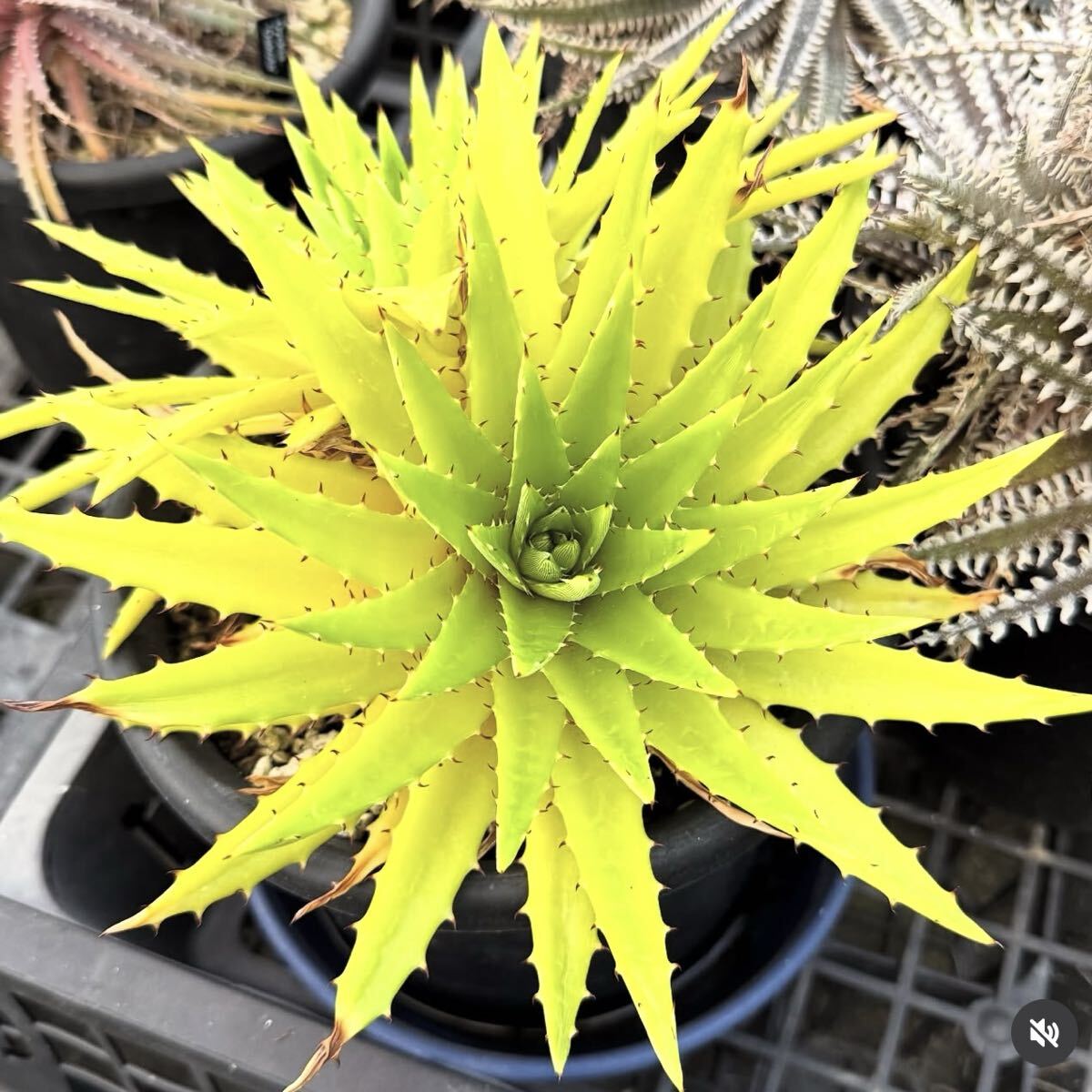 Yahoo!オークション - Dyckia. hebdingii affinis (seedling) / ディッ