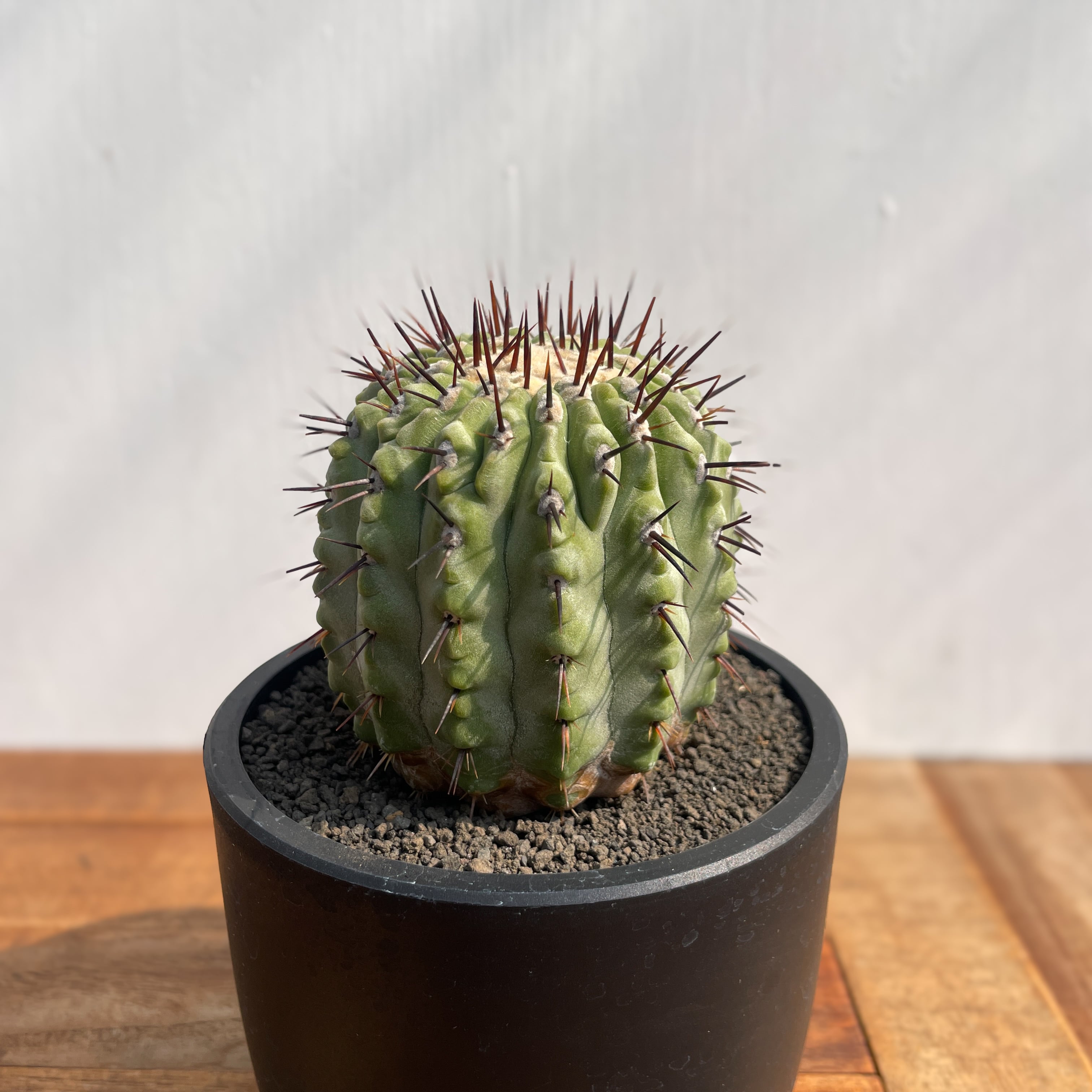 Copiapoa cinerea var. columna-alba【コピアポア・孤竜丸】 | RIMO'S