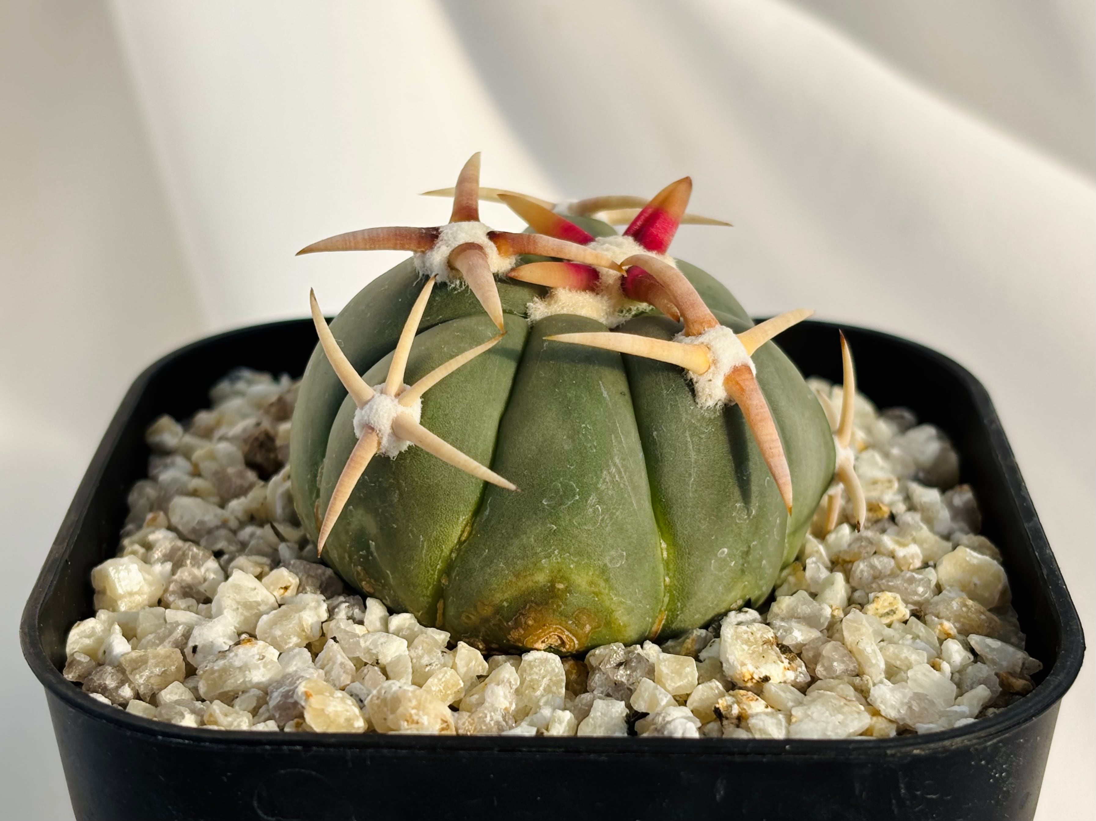 Echinocactus texensis エキノカクタス 綾波錦 サボテン | plants MARU