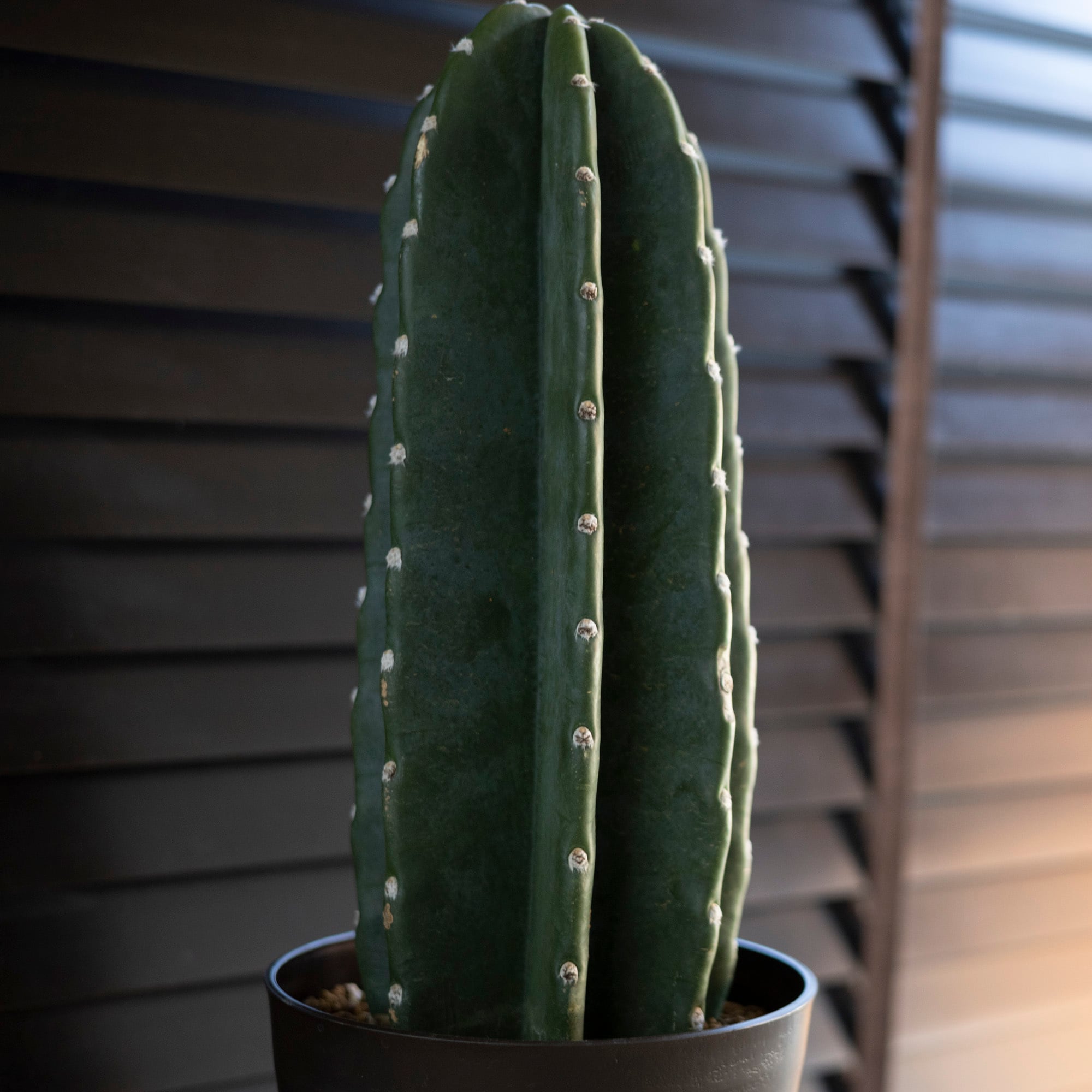 柱サボテン 6号サイズ 鬼面角 多肉植物 ドライガーデン ミニサボテン