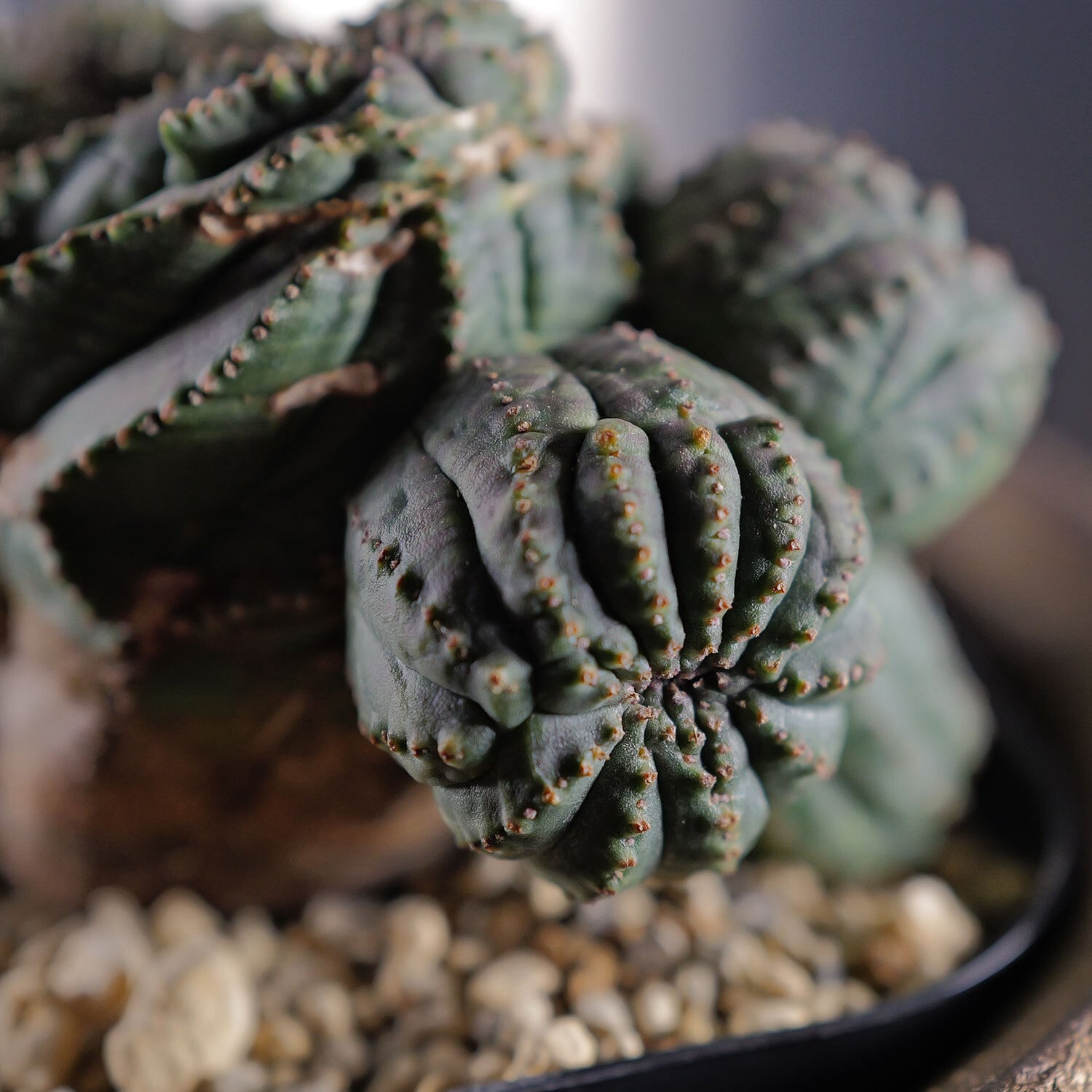 超厳選株】大株 最大幅約9.6cm 仔吹き 円扇綴化 オベサ