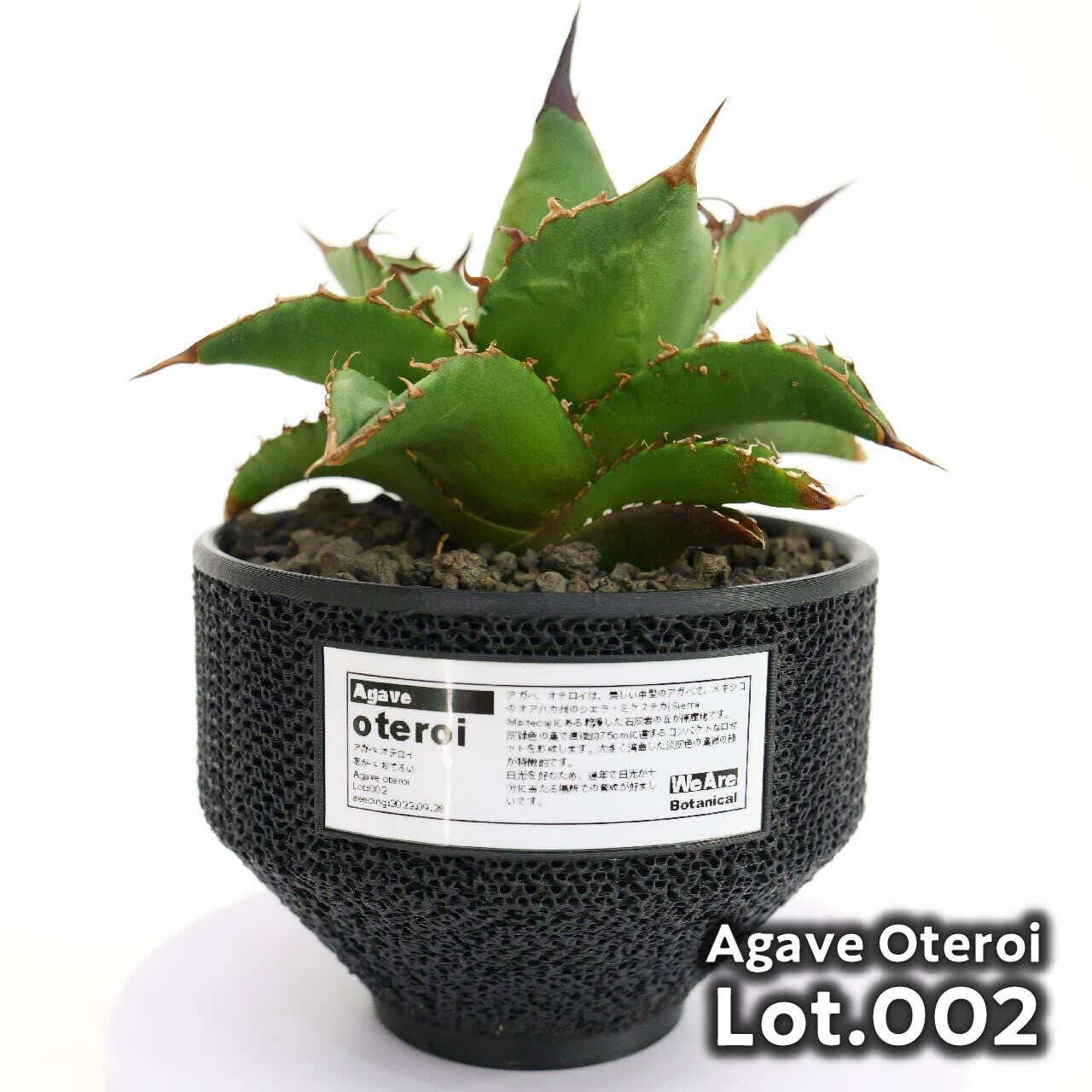 アガベ・オテロイ(Lot.001～003)Agave Oteroi | WeAreBotanical