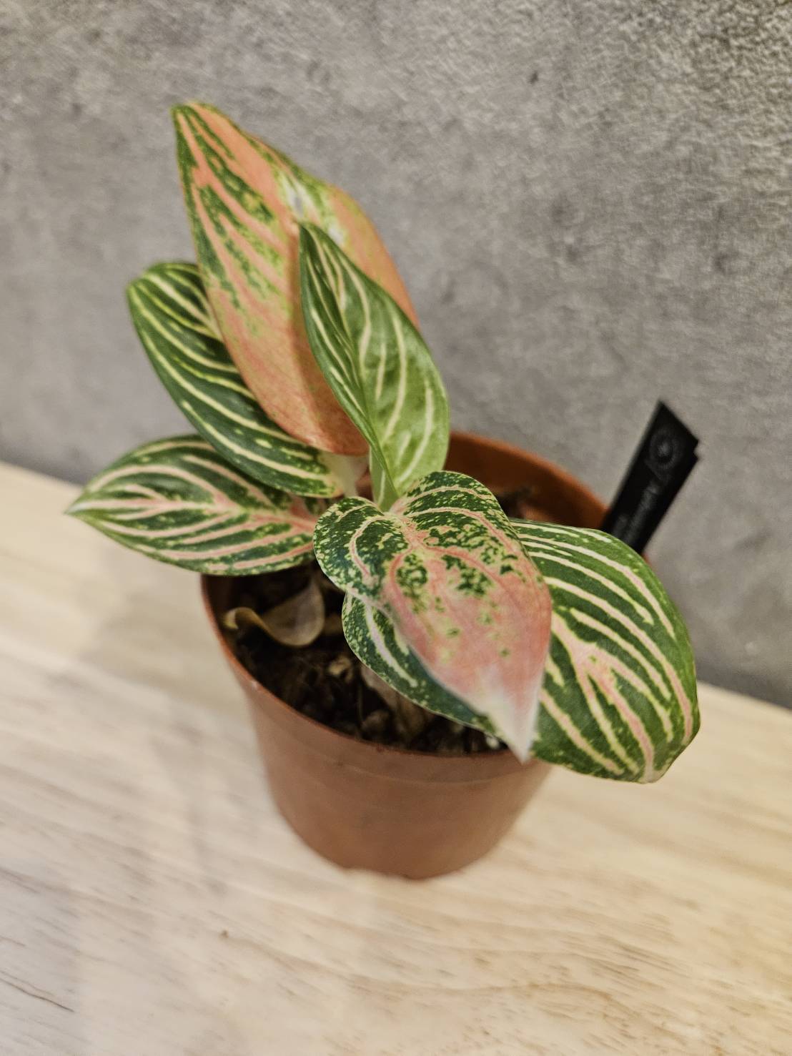 Aglaonema Golden Hope 【artPLANTs】アグラオネマ/ Aglaonema
