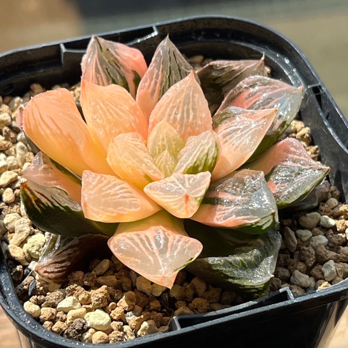 ハオルチア 巨大紫窓 大紫水晶オブツーサ錦① | mocono_plants