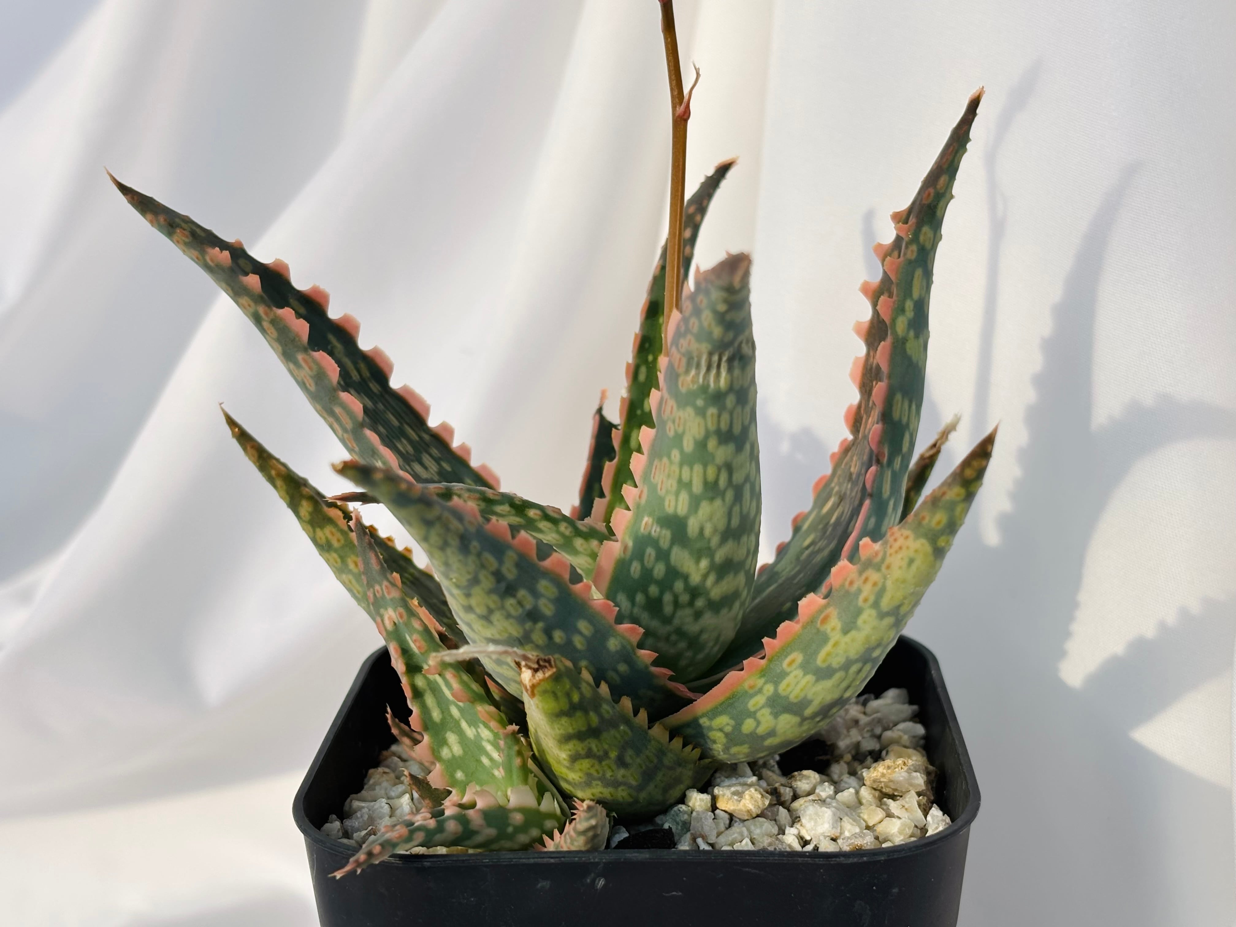 Aloe hybrid アロエ ハイブリッド 多肉植物 | plants MARU ーサボテン