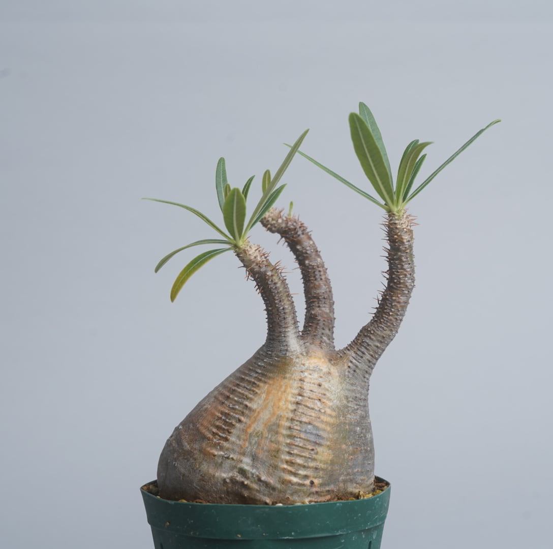 パキポディウム グラキリス no. 15〈発根済み〉 | SPECIAL OTHER WORKS