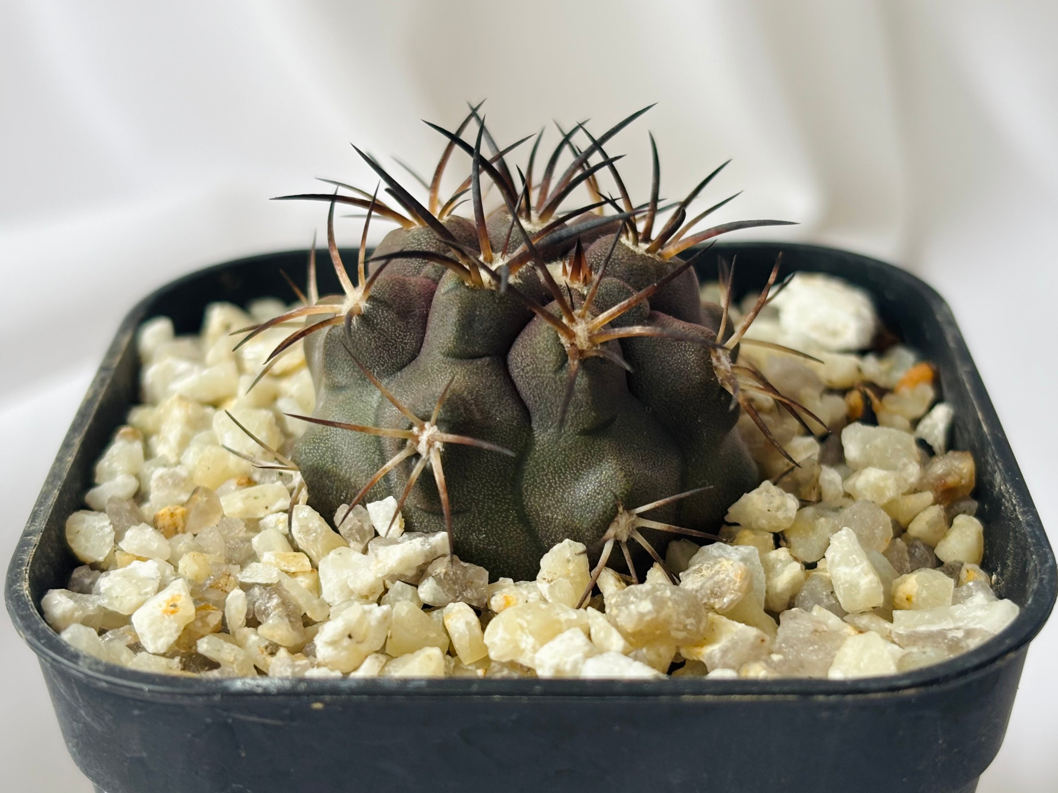 Copiapoa コピアポア | plants MARU ーサボテン・多肉植物のお店ー