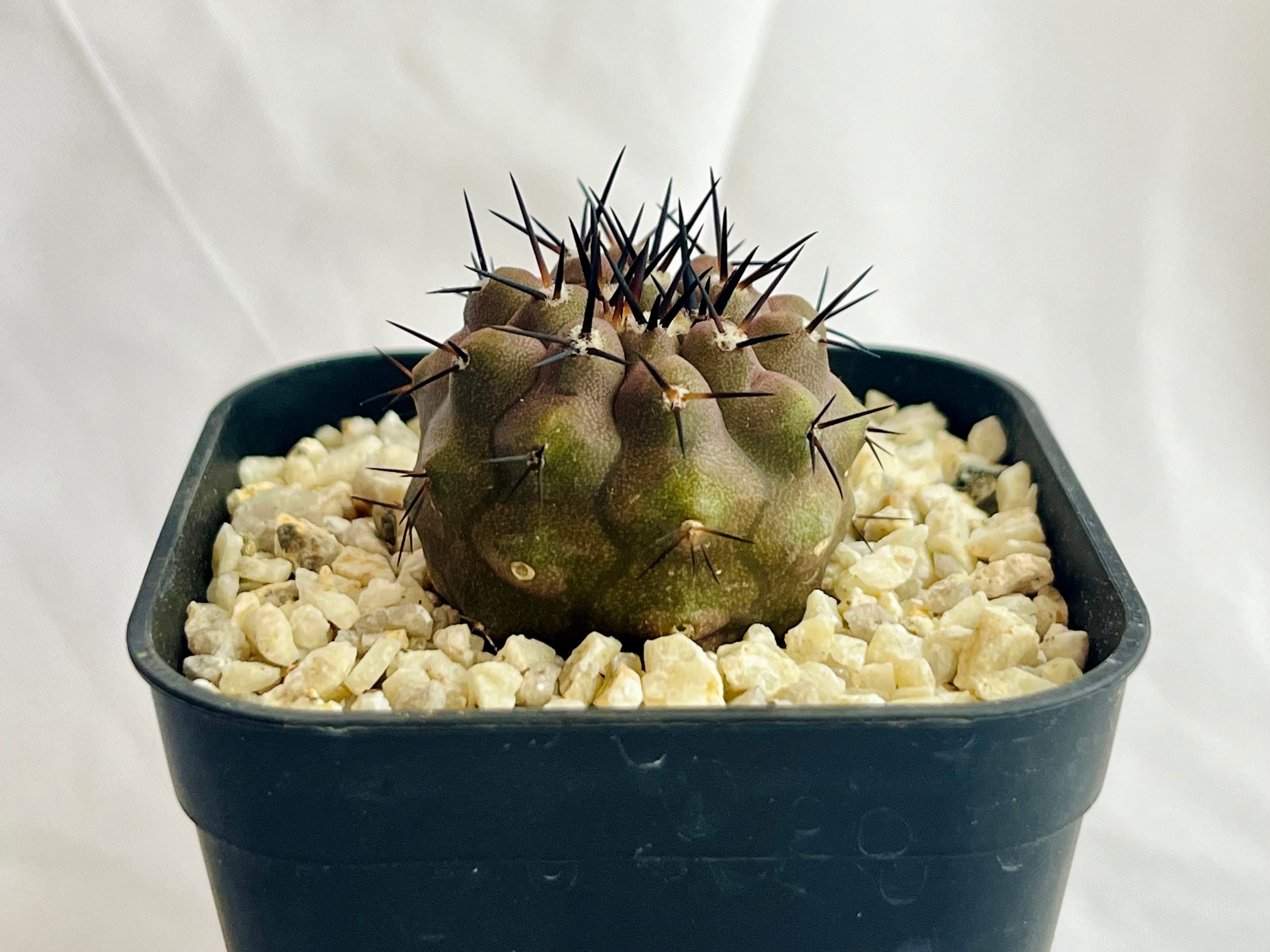 コピアポア ルペルトリス カキコ コピアポア 黒王丸 カキコ copiapoa