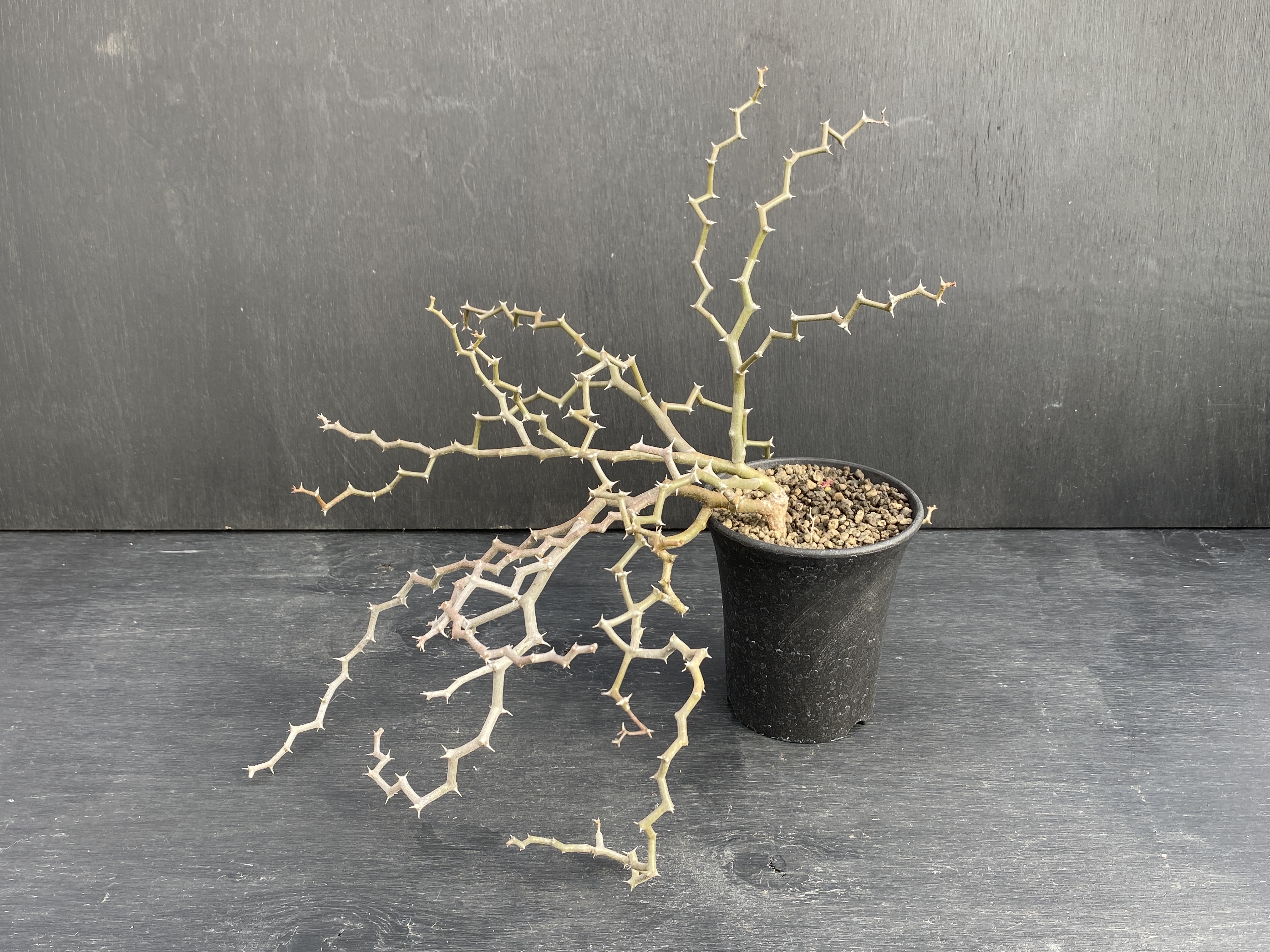 ジグザグの木 ② | 植物でワクワクを｜BOTANICAL BOX